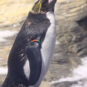 Macaroni penguin