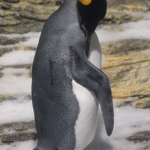 King penguin