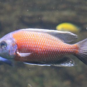 Itungi sandsifter - Lethrinops "Red Cap" Itungi