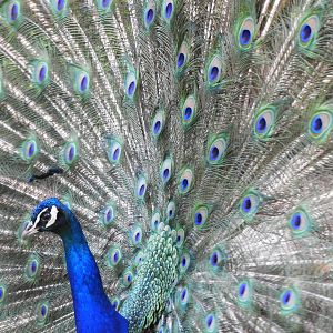 Indian Peafowl (Pavo cristatus) male displaying