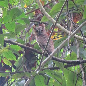 Madagascar scops owl