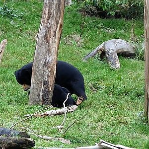 Playfighting sun bears @ Chester Zoo - YouTube