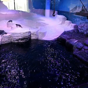 Gentoo Penguin Enclosure