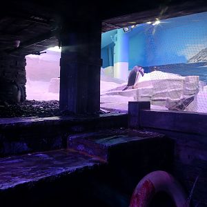 Gentoo Penguin Enclosure