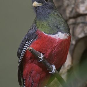 Collared trogon