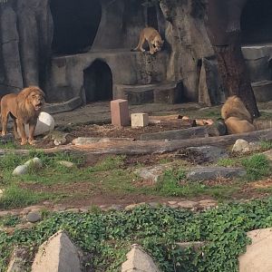 SF Zoo Lion Pride