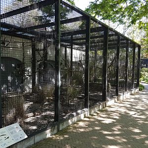 Aviary Major Mitchell's cockatoo and Golden pheasant