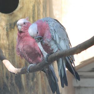 Galahs