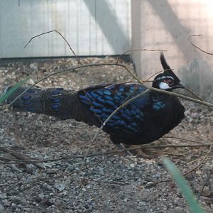 Palawan peacock-pheasant