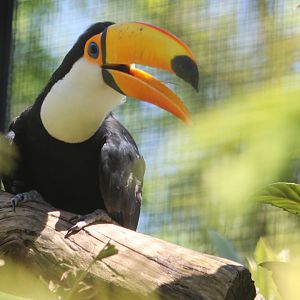 Toco toucan