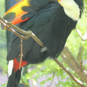 Sleeping Toco toucan