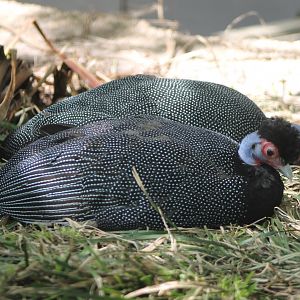 Crested guinea-fowl