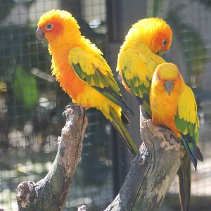 Sun conures