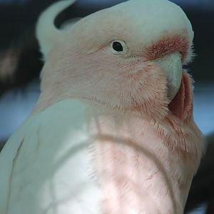 Major Mitchell's cockatoo