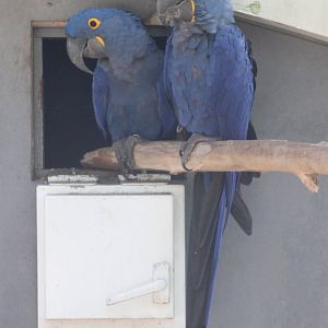 Hyacinthine macaws