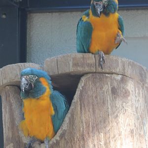 Blue-throated macaws