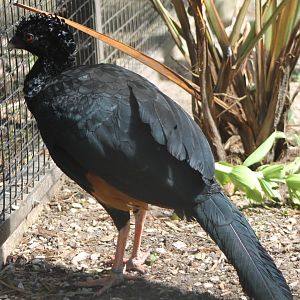 Red-billed curassow