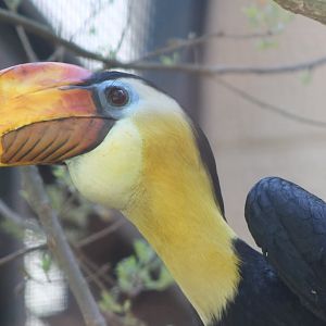 Wrinkled hornbill