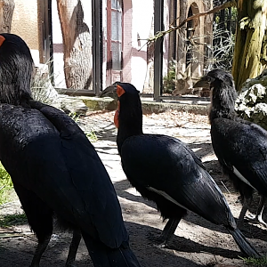 Southern ground hornbills