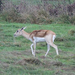 Blackbuck