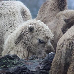 Bactrian camel