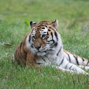 Amur Tiger