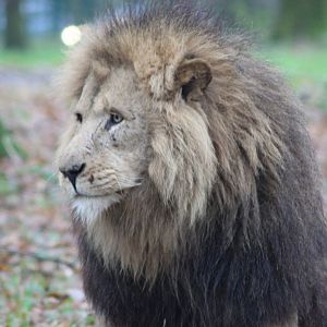 Lion (no sub-species)