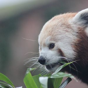 Red Panda
