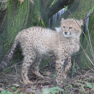 Baby Cheetah