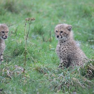 Pair of Baby Cheetahs
