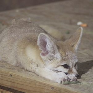 Fennec Fox