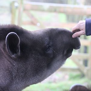 Tapir