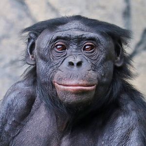 Male Bonobo Erin- 26 years old