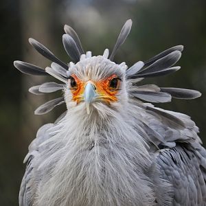 Stella, a female Secretary Bird