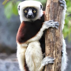 Thrax, a male Coquerel’s Sifaka
