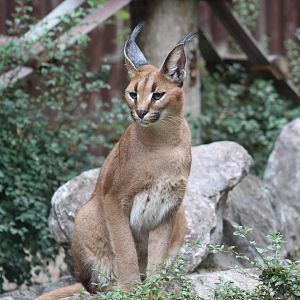 Turkmenian Caracal
