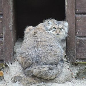 Pallas's Cat