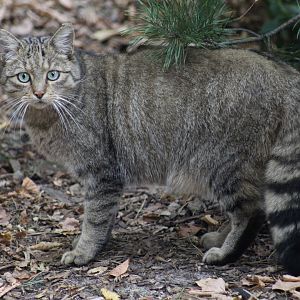 European Wildcat