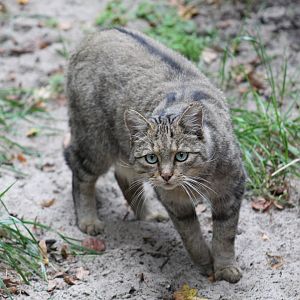 European Wildcat