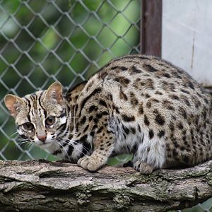 "Amur" Leopard Cat
