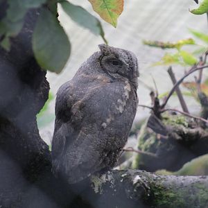 Eurasian Scops Owl