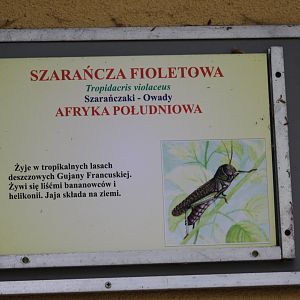 Western South American Giant Grasshopper