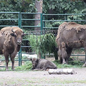 European Lowland Bison