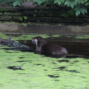 European Otter