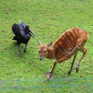 Hornbill Chasing Sitatunga