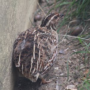 Japanese Quail