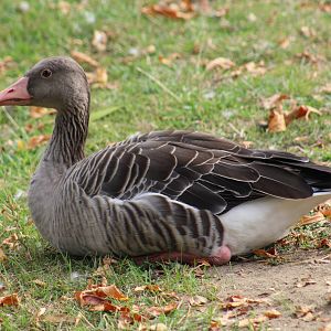 Western Greylag Goose