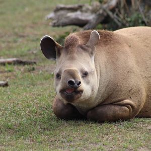 Brazilian Tapir
