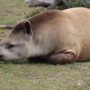 Brazilian Tapir