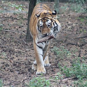 Amur Tiger